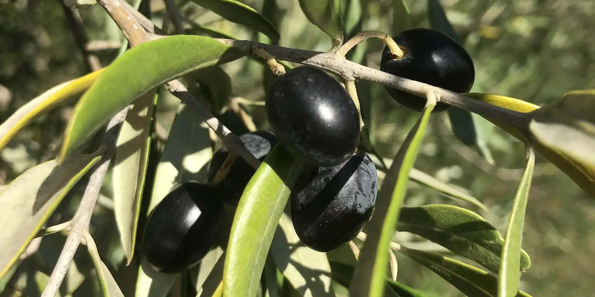 Verger Saint Pierre et la culture de l'Olive