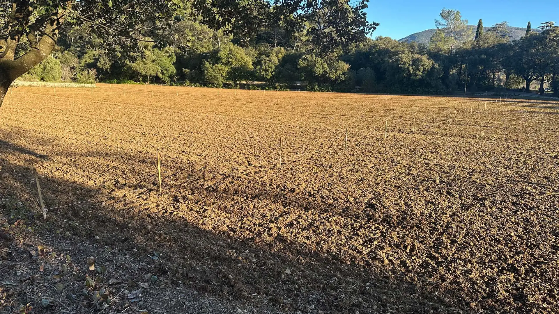 Piquetage et plan de plantation des pistachiers