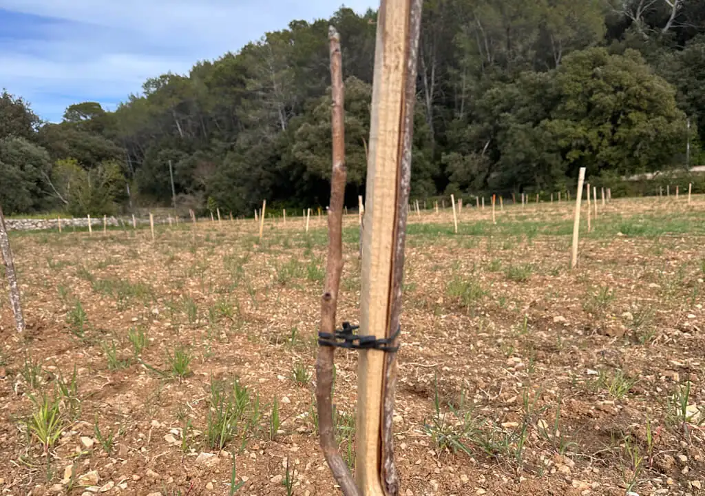 Plantation de pistachiers en Provence : retour d'expérience terrain