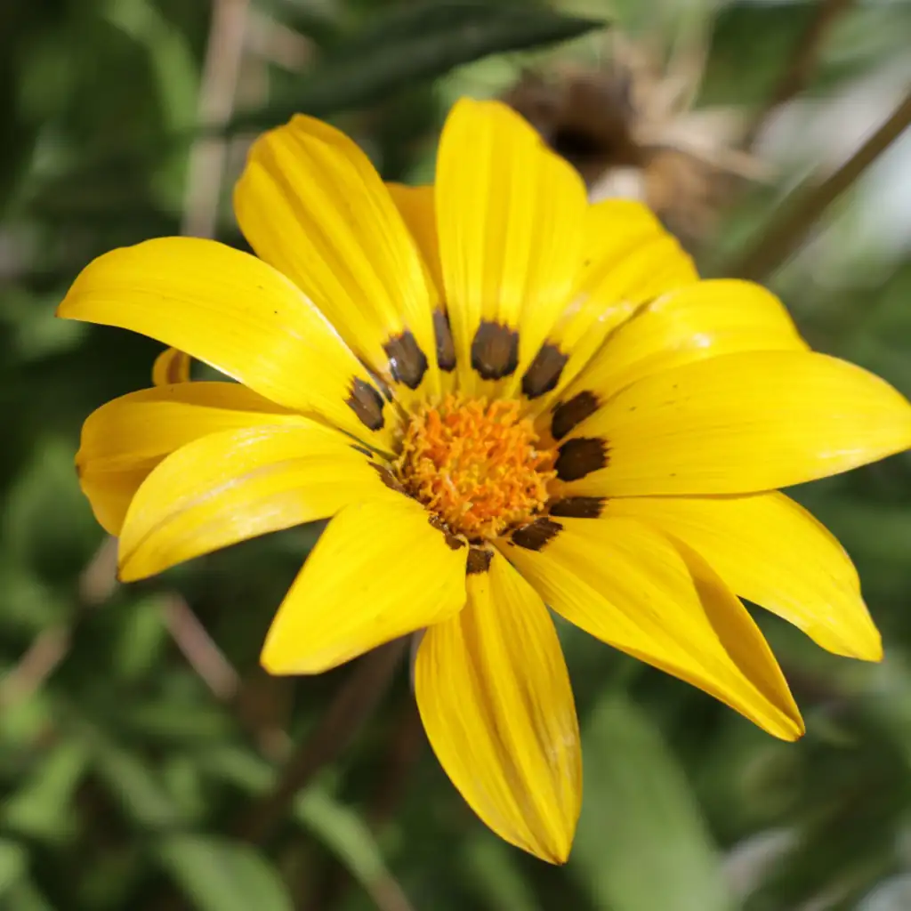 Préserver la biodiversité, cultiver durablement
