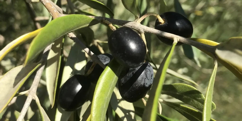 Culture de l'Olive, Verger Saint Pierre