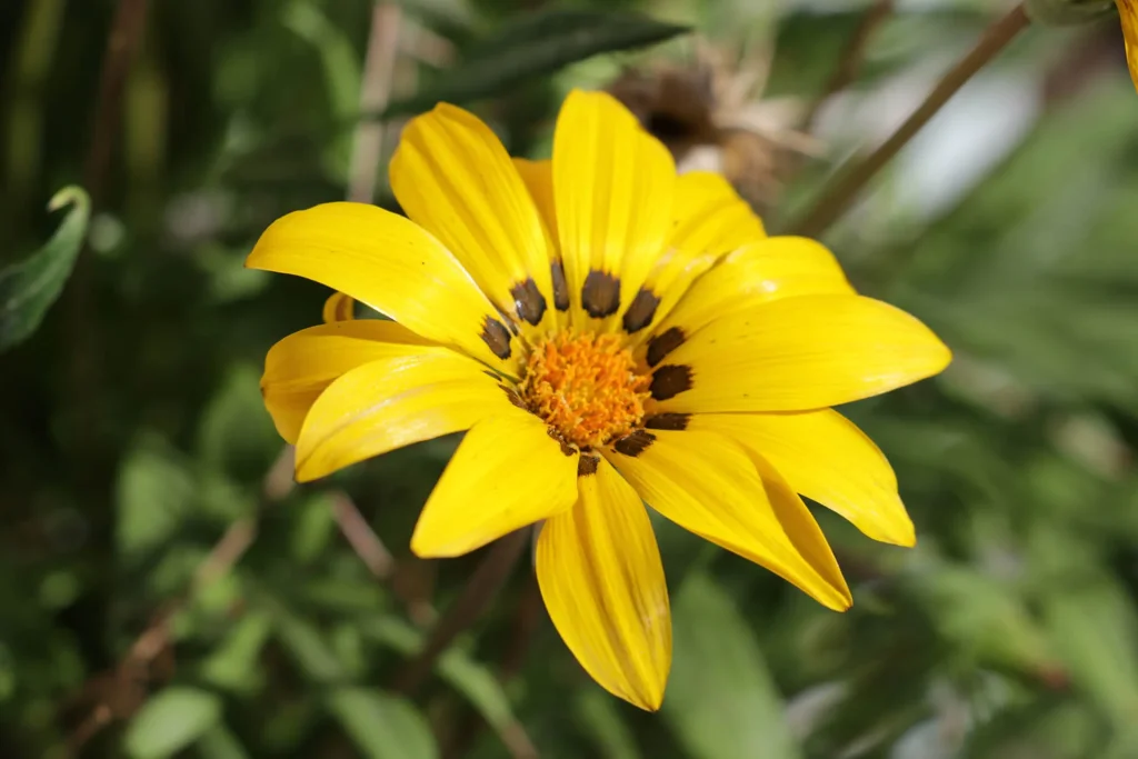 Préserver la biodiversité, cultiver durablement
